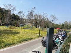 -神仙树公园