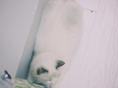 -松果猫咖(桐乡吾悦金街店)