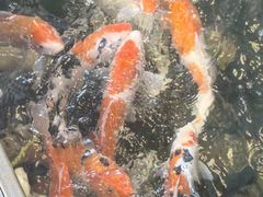 -火福·天湖阁大闸蟹博物馆主题餐厅(浅水湾店)