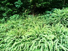 -火炉山森林公园