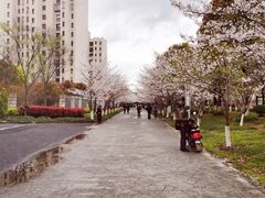 -高东镇樱花园