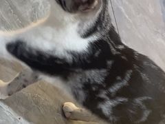-猫小院猫主题餐厅(南锣旗舰店)