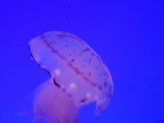 -上海海洋水族馆