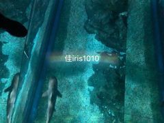 -暹罗海洋世界