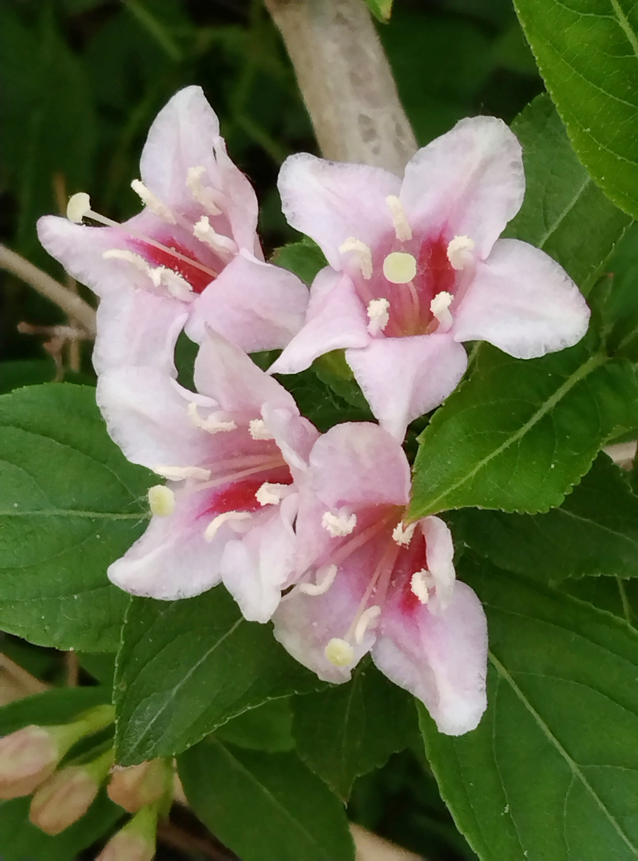 四季花开都是什么花图片