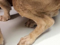 -伟伟宠物医院·CT影像中心·瑞派犬猫综合性门诊(汉口总院)