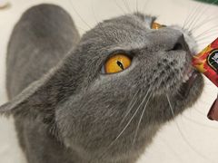 -藏猫猫咖啡主题馆(中央大道店)