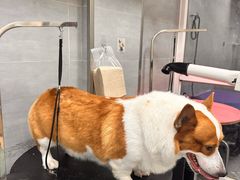 -宠福鑫康馨动物医院·骨科·眼科