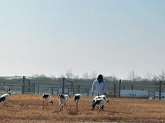 -盐城丹顶鹤湿地生态旅游区