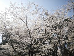 -武汉大学-樱园