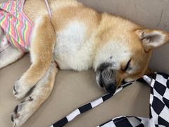 -怪兽屋·羊驼·猫咖·狗咖(俊华广场店)