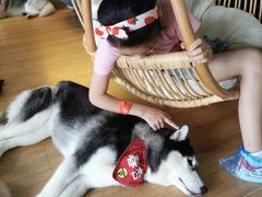 -Husky Go! 哈士奇体验馆·宠物咖啡厅狗咖