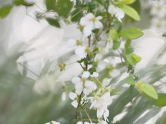 -中国茶叶博物馆(双峰馆区)
