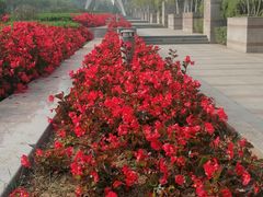 -石家庄市植物园