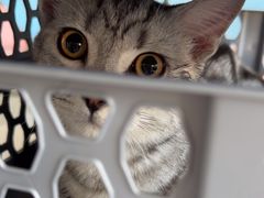 -瑞派福兴宠物医院犬猫全科·骨科·中西医结合(河东店)