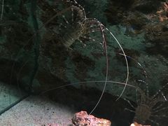 -暹罗海洋世界