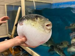 -天正河鲀·河豚亭(大连店)