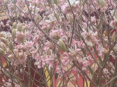 -越秀西湖花市(广州城市广场花卉店)