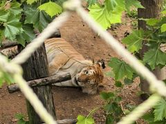 -西霞口神雕山野生动物世界