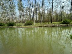 -合肥滨湖国家森林公园