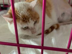 -欧奕国际动物医院