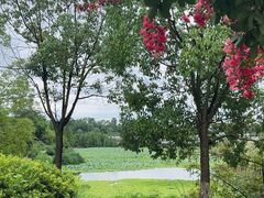 -白鹭湾湿地公园