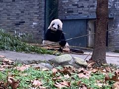-都江堰中华大熊猫苑
