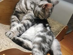 -有猫主题·治愈系猫咖(曾厝垵店)