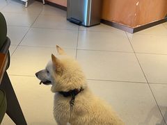 -爪吧宠物乐园·宠物泳池(温榆河示范区店)