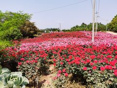 -都江堰玫瑰花溪谷