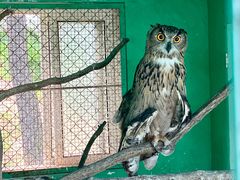 -西霞口神雕山野生动物世界