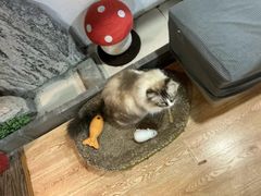 -白兔子密室(长寿路店)