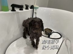 -電力宠物公司(武定路店)