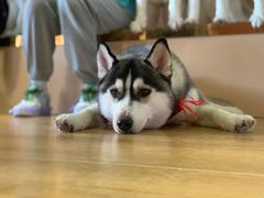 -Husky Go! 哈士奇体验馆·宠物咖啡厅狗咖
