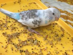 -哈尔滨道外花鸟鱼市场