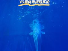 -多彩贵州城极地海洋世界