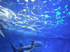 -太平洋海底世界