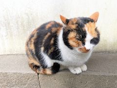 -西园寺