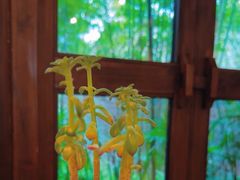 -青城山六善酒店·紫氣園中餐厅