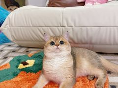 -东方名猫馆·英短金渐层布偶猫舍(环线广场1号楼店)