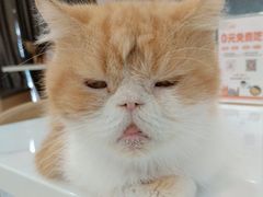 -喵园·猫主题咖啡厅·撸猫·猫咖(国贸店)