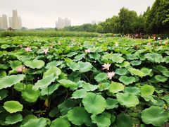 -前关湿地公园