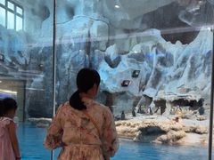 -帝企鹅自助餐厅•儿童岛•真企鹅(长隆企鹅酒店)