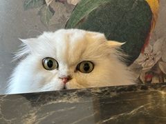 -猫小院猫主题餐厅(南锣旗舰店)