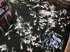 景点-南宫五洲植物乐园