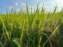 -光明小镇欢乐田园