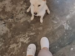 -more than meow吴止猫主题餐厅(承德 中船汇店)