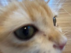-Heymao猫咖.咖啡厅(东门店)
