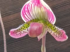 -北京植物园-展览温室