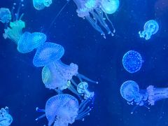 -海合安青岛极地海洋公园